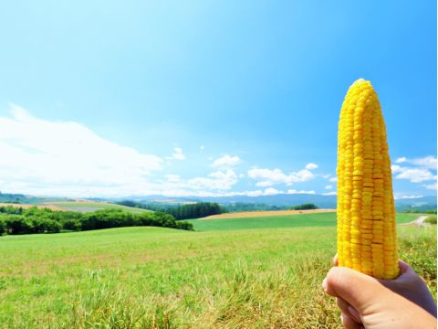 収穫体験　美瑛町とうきび（とうもろこし）を収穫＆生でまるかじり？収穫したとうきび5本をプレゼント＜8～9月／1名から催行／美瑛町＞