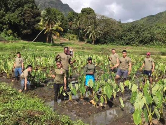 kualoa-ranch-kalo-planting