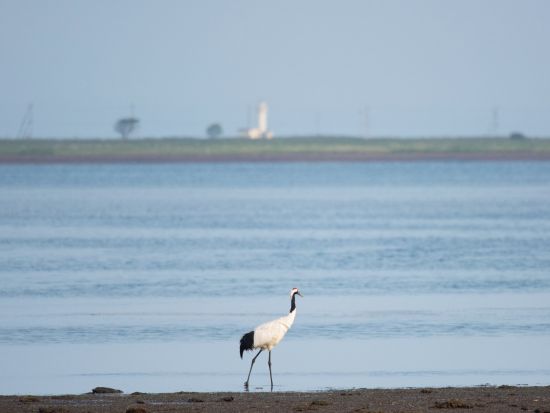 プライベートネイチャーツアー 1日ガイドを貸し切って釧路湿原、阿寒・摩周国立公園や日本最東端の根室納沙布岬、野付半島でバードウォッチング＜釧路・根室／送迎可＞