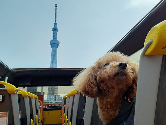 img_dog_OTB_002_735_480