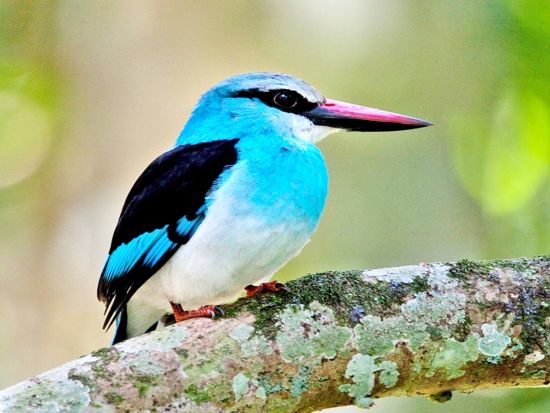 愛鳥家に人気の野鳥王国「ウガンダ」でバードウォッチング＆サファリ体験ツアー＜英語＋日本語ガイド／4泊5日／エンテベ国際空港発着＞