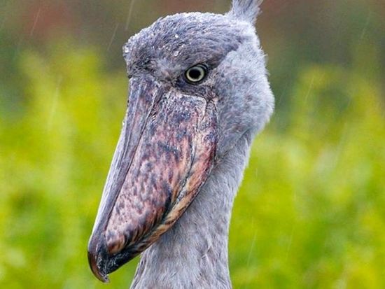 愛鳥家に人気の野鳥王国「ウガンダ」でバードウォッチング＆サファリ体験ツアー＜英語＋日本語ガイド／4泊5日／エンテベ国際空港発着＞