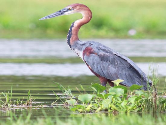 愛鳥家に人気の野鳥王国「ウガンダ」でバードウォッチング＆サファリ体験ツアー＜英語＋日本語ガイド／4泊5日／エンテベ国際空港発着＞