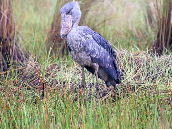 Shoebill_stork
