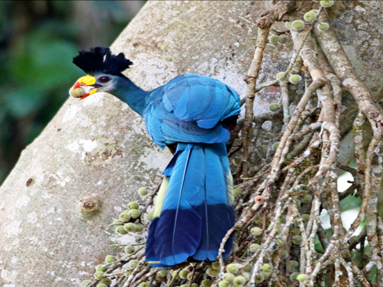 Great_Blue_Turaco
