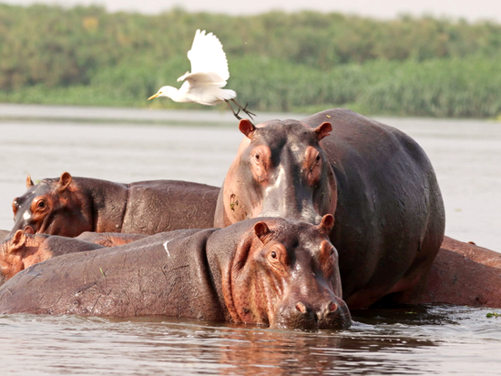 Hippos