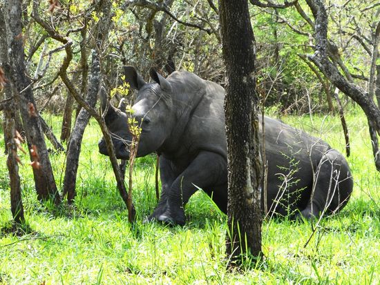 White_Rhinos