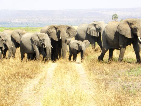 愛鳥家に人気の野鳥王国「ウガンダ」でバードウォッチング＆サファリ体験ツアー＜英語＋日本語ガイド／4泊5日／エンテベ国際空港発着＞