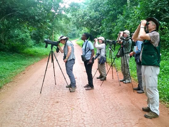 Birding_in_Budongo_forest
