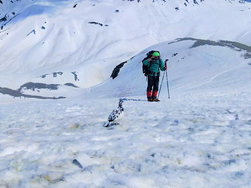 ライチョウ撮影