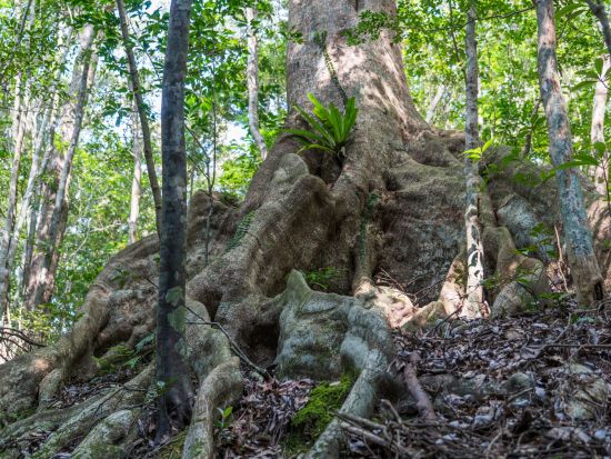 金作原（きんさくばる）原生林トレッキングツアー ゆっくり散策しながら認定ガイドが奄美の貴重な植物を解説！午前または午後＜3時間／名瀬＞ by アイランドサービス