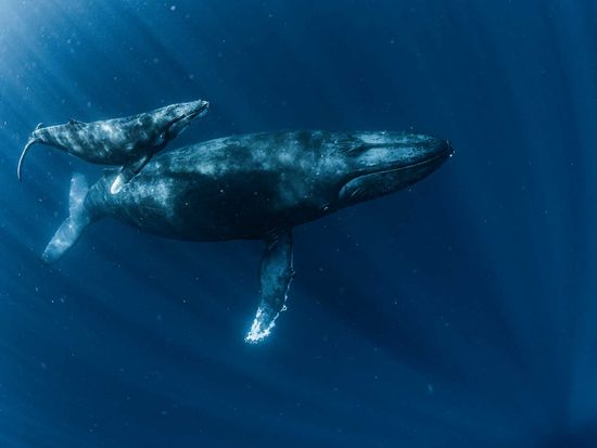 shutterstock_1935030428