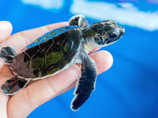 shutterstock_246643111