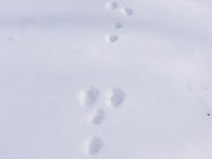 usagi