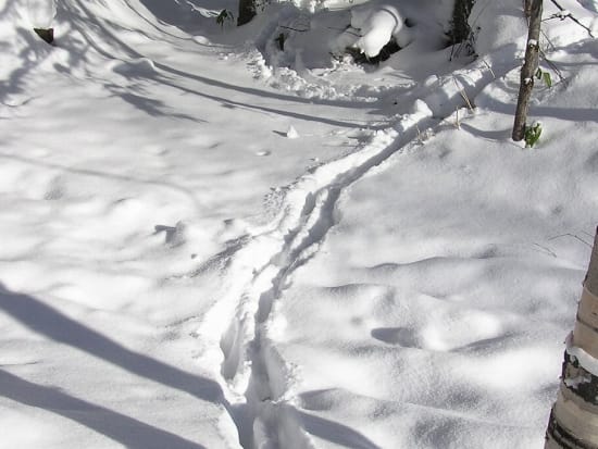 美瑛スノーシューツアー ～白樺の森と青い川～雪に覆われた森の中を歩き、美しいブルーリバーを目指す！＜12月下旬～3月／美瑛町＞by 丘のまちびえいDMO