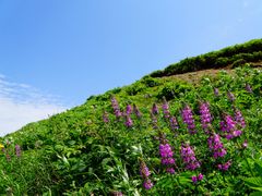 pixta_41665477_M