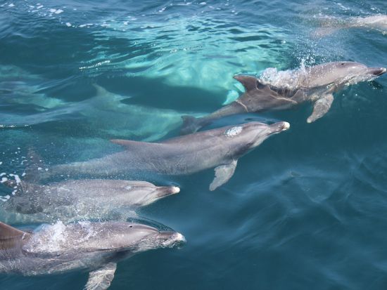 天草 イルカウォッチング　遭遇率98％！クルーズ船で野生のイルカに会いに行こう！当日朝まで予約受付中＜五和町＞ by イルカウォッチング受付予約センター