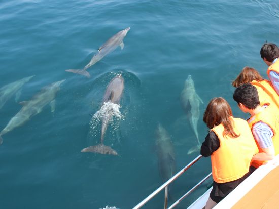 天草 イルカウォッチング　遭遇率98％！クルーズ船で野生のイルカに会いに行こう！当日朝まで予約受付中＜五和町＞ by イルカウォッチング受付予約センター