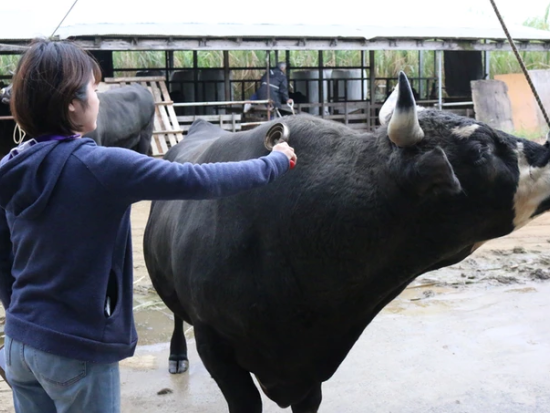 闘牛お散歩体験　ブラッシングや餌やりとお散歩！徳之島の日常的な風景を実際に体験　闘牛との写真撮影も可能！＜午前・午後／徳之島＞ by 結や​-MUSUBIYA-