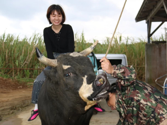 闘牛お世話体験 徳之島の文化に触れる！ブラッシングや餌やりで闘牛とふれあう 闘牛との写真撮影も可能！＜午前・午後／徳之島＞ by 結や​-MUSUBIYA-