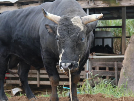 あなただけの模擬闘牛大会　島の伝統娯楽を間近で体験！闘牛との写真撮影も可能！＜土日祝限定／徳之島＞ by 結や​-MUSUBIYA-