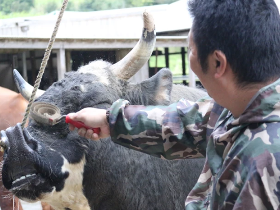闘牛お散歩体験　ブラッシングや餌やりとお散歩！徳之島の日常的な風景を実際に体験　闘牛との写真撮影も可能！＜午前・午後／徳之島＞ by 結や​-MUSUBIYA-