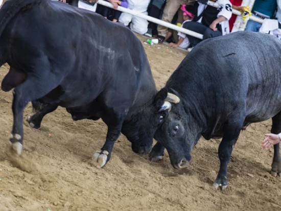 あなただけの模擬闘牛大会　島の伝統娯楽を間近で体験！闘牛との写真撮影も可能！＜土日祝限定／徳之島＞ by 結や​-MUSUBIYA-
