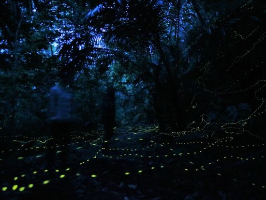 【3月～4月限定】星空鑑賞＋ナイトツアー　この時期にしか見ることのできないヤエヤマボタル鑑賞もご案内！画像データプレゼント＜大原港周辺ホテル無料送迎／西表島＞