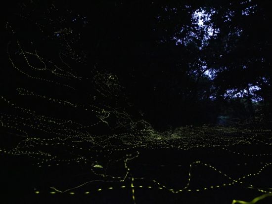 【3月～4月限定】星空鑑賞＋ナイトツアー　この時期にしか見ることのできないヤエヤマボタル鑑賞もご案内！画像データプレゼント＜大原港周辺ホテル無料送迎／西表島＞