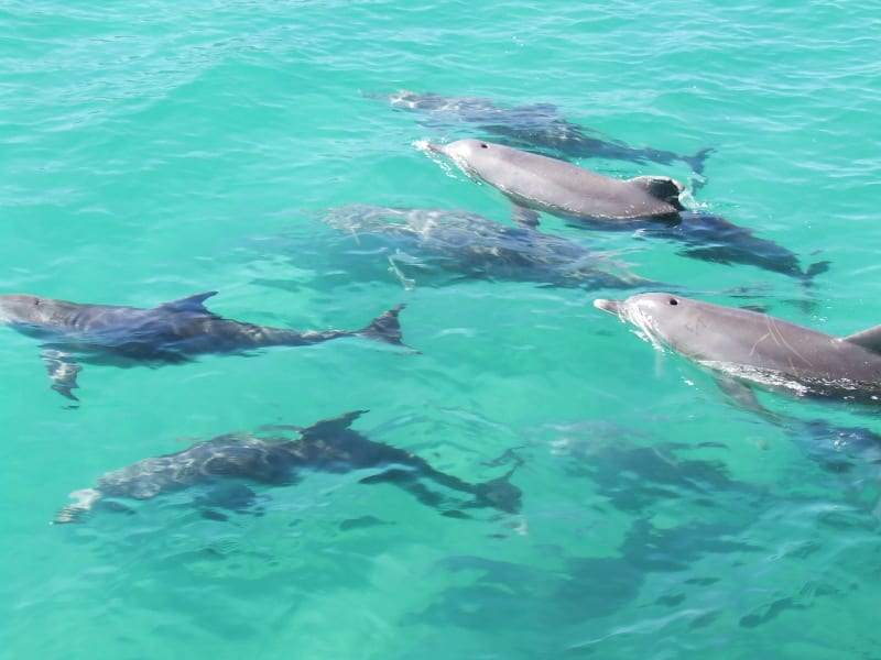 Bottlenose-Dolphins-in-Turquoise-Waters