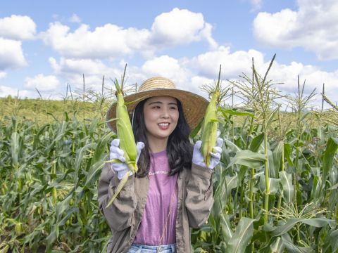 収穫体験　美瑛町とうきび（とうもろこし）を収穫＆生でまるかじり？収穫したとうきび5本をプレゼント＜8～9月／1名から催行／美瑛町＞