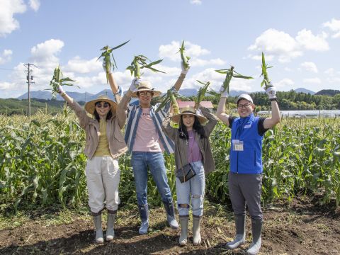 収穫体験　美瑛町とうきび（とうもろこし）を収穫＆生でまるかじり？収穫したとうきび5本をプレゼント＜8～9月／1名から催行／美瑛町＞