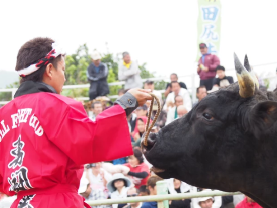 あなただけの模擬闘牛大会　島の伝統娯楽を間近で体験！闘牛との写真撮影も可能！＜土日祝限定／徳之島＞ by 結や​-MUSUBIYA-