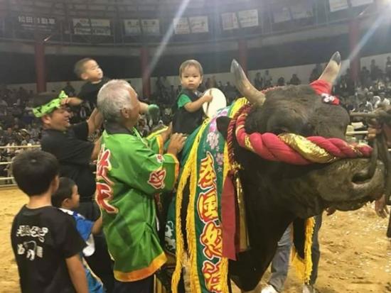 あなただけの模擬闘牛大会　島の伝統娯楽を間近で体験！闘牛との写真撮影も可能！＜土日祝限定／徳之島＞ by 結や​-MUSUBIYA-