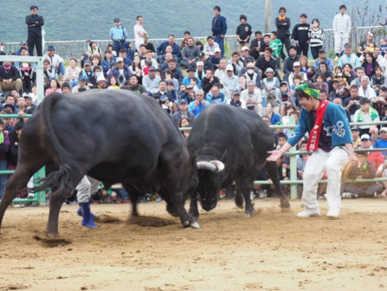 あなただけの模擬闘牛大会　島の伝統娯楽を間近で体験！闘牛との写真撮影も可能！＜土日祝限定／徳之島＞ by 結や​-MUSUBIYA-