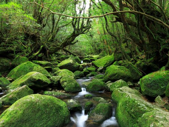 白谷雲水峡（苔むす森まで）トレッキング＋シュノーケリング☆山から海まで1日で満喫　オプションで太鼓岩までトレッキング可能！byエバーブルー屋久島