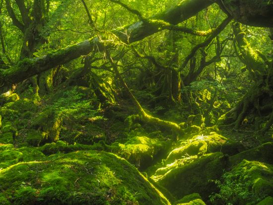 白谷雲水峡（ 苔むす森）トレッキング＋体験ダイビング☆山から海まで1日で大満足 オプションで太鼓岩やウミガメポイントまで可能！byエバーブルー屋久島