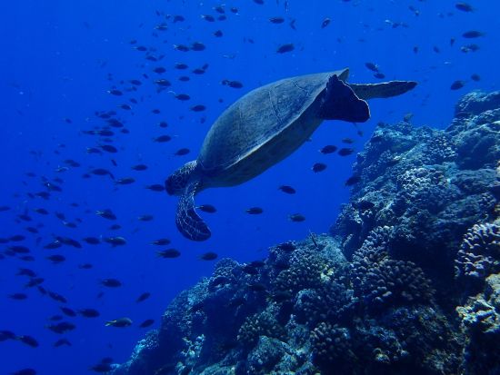 小笠原 ファンダイビング　丁寧なガイド！初心者～ベテランまで安心して楽しめる ＜ボート／2ダイブ／ダイブエリア：父島またはケータ列島周辺＞