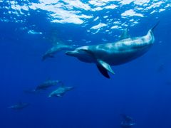 Japan_Izu & Ogasawara Islands_Chichijima_Dolphin_pixta_27490826_M