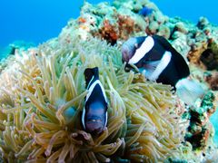 Japan_Tokyo_Ogasawara Islands_クマノミ_pixta_65499026_M