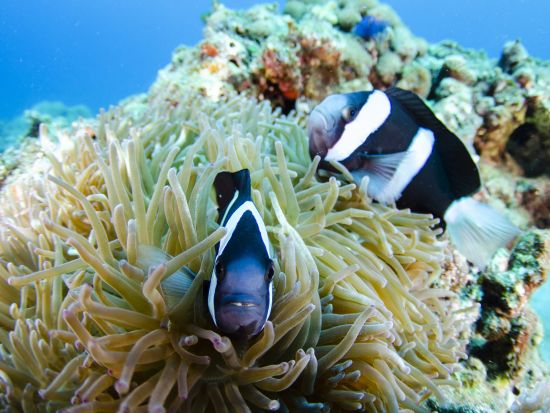 小笠原 ファンダイビング　丁寧なガイド！初心者～ベテランまで安心して楽しめる ＜ボート／2ダイブ／ダイブエリア：父島またはケータ列島周辺＞