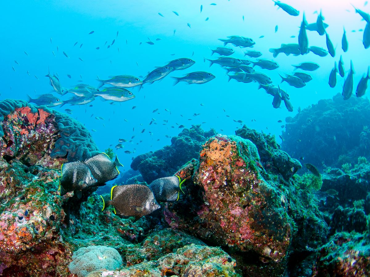 Japan_Tokyo_Ogasawara Islands_ユウゼンとノコギリダイ_pixta_75709264_M