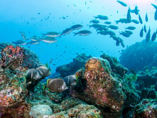 小笠原 ファンダイビング　丁寧なガイド！初心者～ベテランまで安心して楽しめる ＜ボート／2ダイブ／ダイブエリア：父島またはケータ列島周辺＞