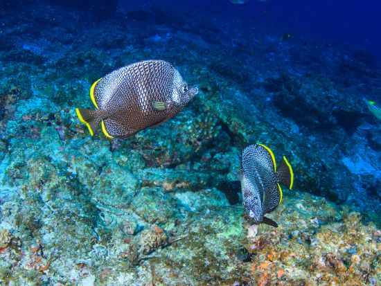 小笠原 ファンダイビング　丁寧なガイド！初心者～ベテランまで安心して楽しめる ＜ボート／2ダイブ／ダイブエリア：父島またはケータ列島周辺＞