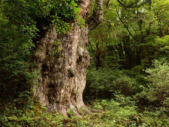 縄文杉トレッキング＋シュノーケリング　山も海もそれぞれ専門ガイドがご案内！10歳から参加OK ＜2日間ツアー＞ by エバーブルー屋久島