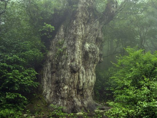 縄文杉トレッキング＋体験ダイビング　ウミガメポイントへ行くプランもご用意！＜2日間／ビーチ／1ダイブ＞byエバーブルー屋久島