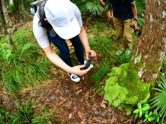 父島トレッキングツアー　小笠原に詳しいガイドと一緒に亜熱帯の森を満喫！選べる3コース＜午前・午後／現地集合・送迎可／伊豆小笠原・父島発＞by ボニンブルーシマ