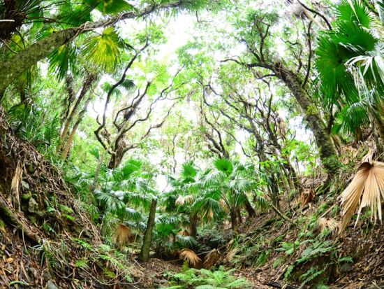 父島トレッキングツアー　小笠原に詳しいガイドと一緒に亜熱帯の森を満喫！選べる3コース＜午前・午後／現地集合・送迎可／伊豆小笠原・父島発＞by ボニンブルーシマ