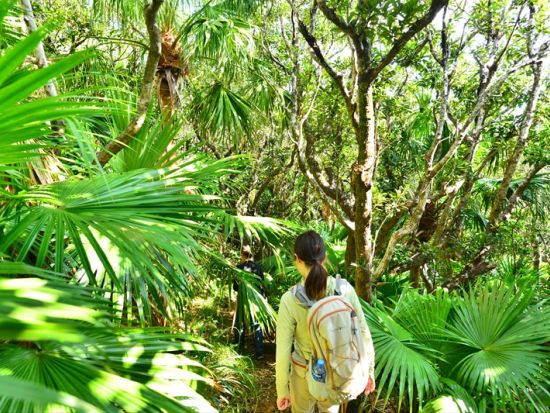 父島ウォーキングツアー　ベテランガイドが小笠原の自然と歴史をご案内　 三日月山周辺散策ツアー＜現地集合・ホテル送迎可／小笠原諸島・父島発＞by ボニンブルーシマ
