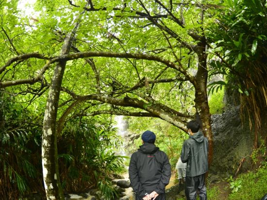 父島プライベート観光　トレッキングや戦跡巡りなど自由にアレンジ可能！ベテランガイドがご案内＜貸切／半日または1日／小笠原諸島・父島発＞by ボニンブルーシマ